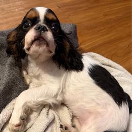 Peggy - Black white and tan female English Toy Spaniel puppy in Pennsylvania from Enchanting Charlies