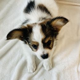 Papillon Puppies from Limited Run Papillons