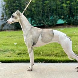 Miss Americana - Whippet