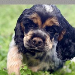 Cocker Spaniel Puppies from Huntcrest Cockers
