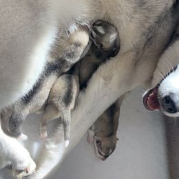 Siberian Husky Puppies from Sassenach Siberians