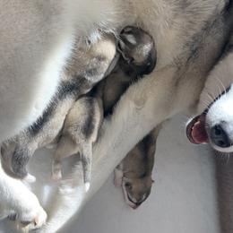 Siberian Husky Puppies from Sassenach Siberians
