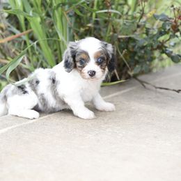 Cavalier King Charles Spaniel and Cavapoo Puppies from Lindsey’s Cavies