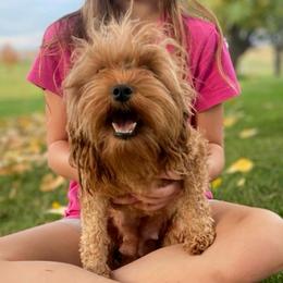 Princess - Cavapoo