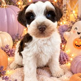 Scarlett - Parti female Miniature Schnauzer puppy in Sylvania, Georgia from Southern Sky Miniature Schnauzers