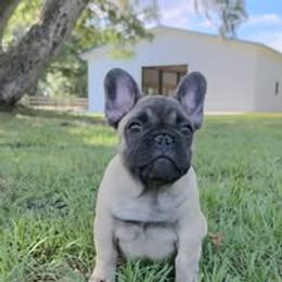 French Bulldog Puppies from Reds Frenchies