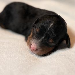 Boy 1 - Tri-color male Bernedoodle puppy in Anchorage, Alaska from Cascade Country Doodles