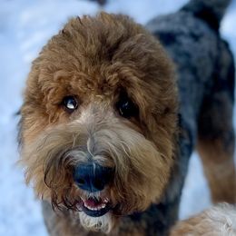 Maui - Bernedoodle