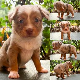 Red Merle male - Red merle male Toy Australian Shepherd puppy in Brooker, Florida from Honey, I Shrunk the Aussies