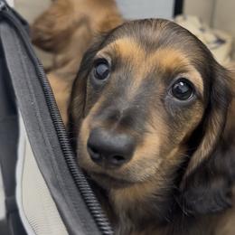 Shaded Red Female Ready to Go - Red female Dachshund puppy in Cutler Bay, Florida from Dadecounty’s Dachshunds