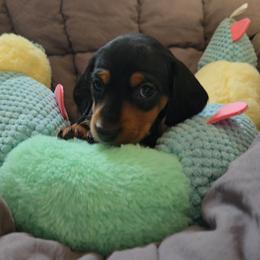 Pepper - Black and tan female Dachshund puppy in Upland, California from The Puppy Cottage