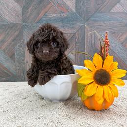 Hawk - Brown male Cavapoo puppy in Beresford, South Dakota from DAKOTA DOOD RANCH
