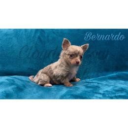 Bernardo (merle tan-point) - Merle male Chihuahua puppy in Patchogue, New York from Cloudshadow Kennels