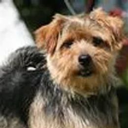 Norfolk Terriers from New Venture Farm