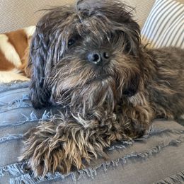 Milo - Cavapoo