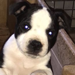 French Bulldog and Staffordshire Bull Terrier Puppies from Dyna Staffs