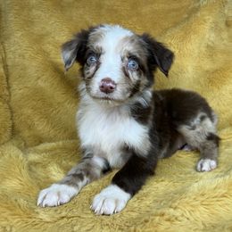 Girl 2 - Red merle Miniature Australian Shepherd puppy in Alabama from SBA Aussies