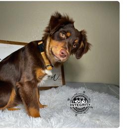 Australian Shepherd and Miniature Australian Shepherd Puppies from Integrity Aussies Tx