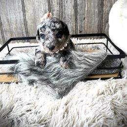 Brittany - Black and silver female Havapoo puppy in from Pink Poodles and Doodles