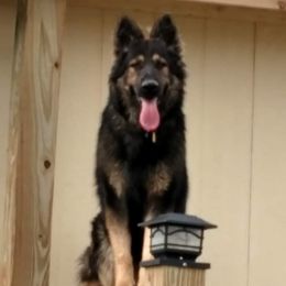 Ozz - German Shepherd