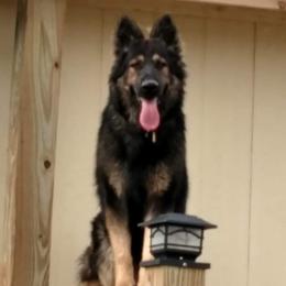 Ozz - German Shepherd