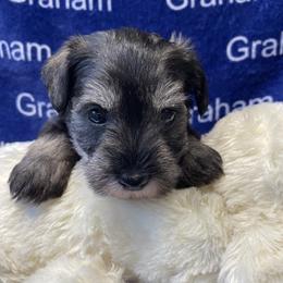 AKC- Pink Collar - Salt and pepper female Miniature Schnauzer puppy in Comer, Georgia from Water Oak Farm