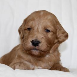 Goldie - female Goldendoodle puppy in Yukon, Oklahoma from Silver Barn Doodles