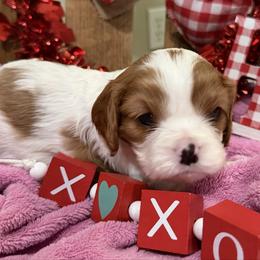 Tulip - Blenheim female Cavalier King Charles Spaniel puppy in Kidder, South Dakota from Continental Cavaliers