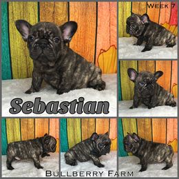 Bulldog Puppies from Bullberry Farm