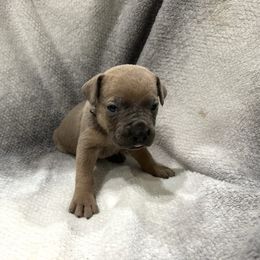 Summit - Fawn male Cane Corso puppy in Delta Junction, Alaska from Last Frontier Cane Corsos