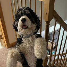 Bernedoodles from B'doodle