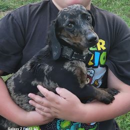 Camo - Dachshund