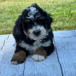 Tucker - Tri-color male Bernedoodle puppy in Moulton, Iowa from Shondel Puppy Paws