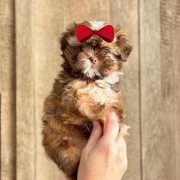 Girl 2 - Liver and white female Shih Tzu puppy in Seguin, Texas from Dolled Up Shih Tzus