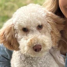 Gracie - Goldendoodle