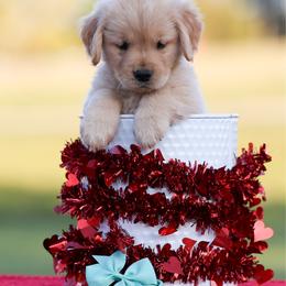 Aqua - Dark golden female Golden Retriever puppy in Oxford, North Carolina from Oxford Farm Kennels