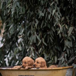 Cavalier King Charles Spaniel and Golden Retriever Puppies from Tsarevich Goldens and Cavaliers