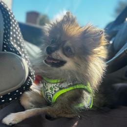 Sputnik - Wolf sable male Pomsky puppy in San Diego, California from Pine & Sea Poms and Pomskies