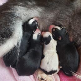 Pomsky Puppies from Urban Miracle’s