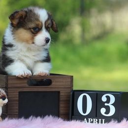 Cardigan Welsh Corgi and Pembroke Welsh Corgi Puppies from QueenE Corgi Farm