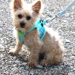 Stella - Parti female Yorkshire Terrier puppy in Leonard, Texas from Rising Star Kennels