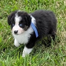 Dash - Black tri-color male Australian Shepherd puppy in Falcon, Missouri from Edge Farm LLC