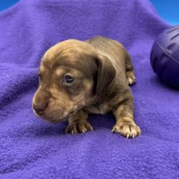 Female 2 - Brindle female Dachshund puppy in Spanaway, Washington from 11 Oaks Kennels