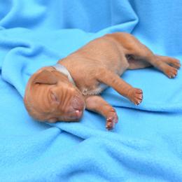 Vizsla Puppies from Summit Vizsla (we can deliver to you)