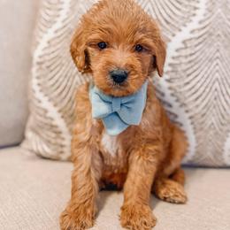 Flare - Red  male Goldendoodle puppy in Iola, Texas from Supreme Doodles of Texas