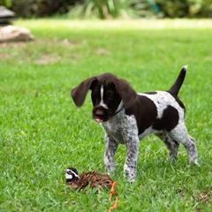 Berger Picard and German Wirehaired Pointer Puppies from Double D Picards and GWPs