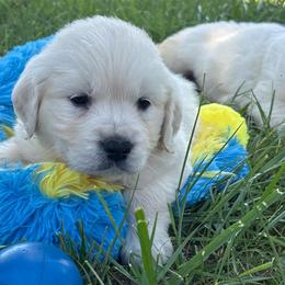Daisy - Light golden female Golden Retriever puppy in Grant County, Indiana from On The Sunny Side Pavey Farms