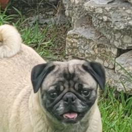 Misha - Pug
