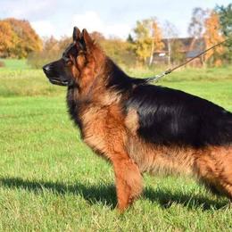 Doberman Pinschers and German Shepherds from By My Side Germans Shepherds & Dobermans