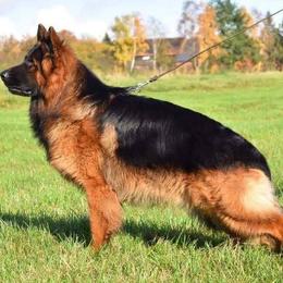 Doberman Pinschers and German Shepherds from By My Side Germans Shepherds & Dobermans
